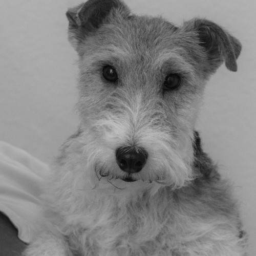 Oscar